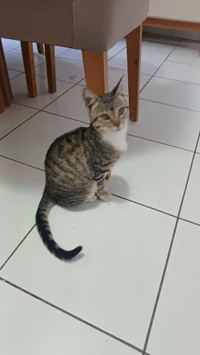 DOANDO GATA ...esta Sitio cercado..
