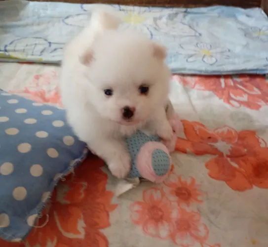 Lindos filhotes de spitz alemão macho disponível