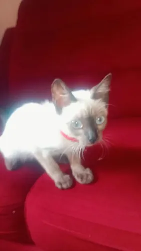 VENDE-SE GATO SIAMÊS 