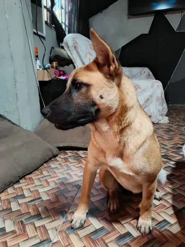 Doação cachorro