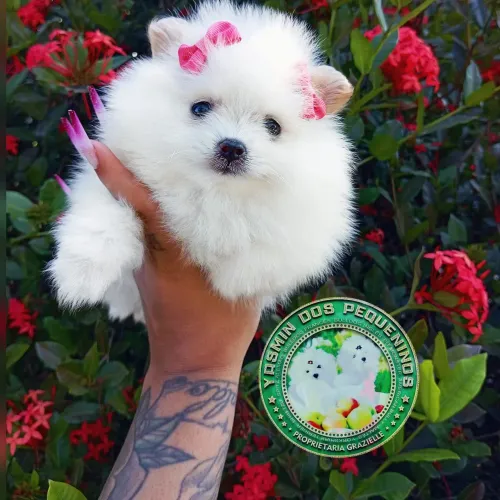 Bibelô de Luxo Lulu da Pomerânia Minúscula Ursinha 