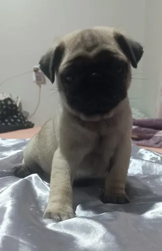Pug Legítimo - Já Educados no Tapetinho (Até 10x no Cartão) PUG MICRO