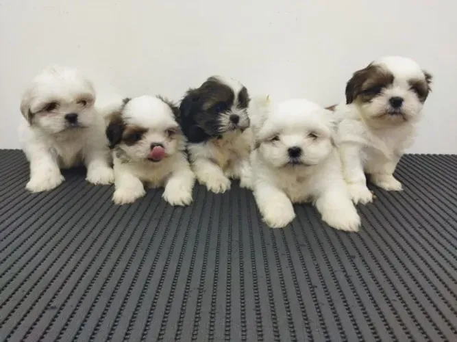 Shihtzu Porte Pequeno - Machos e Fêmeas