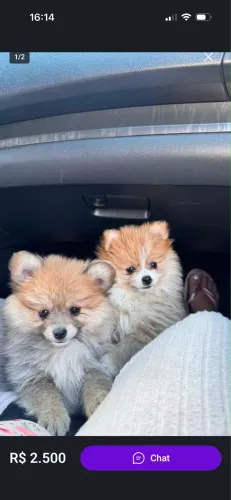 Lulu da pomerania