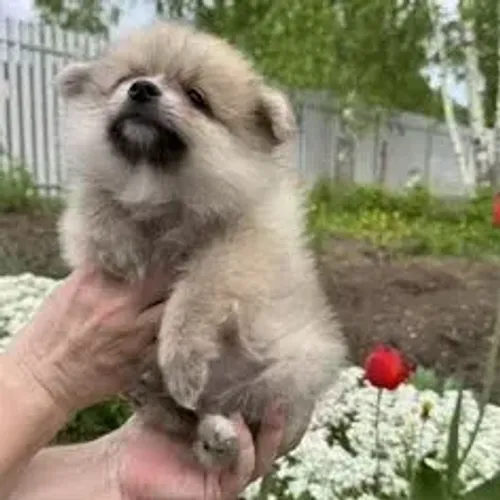 Spitz Alemão,Spitz Alemão Filhote Vacinado e Vermifugado