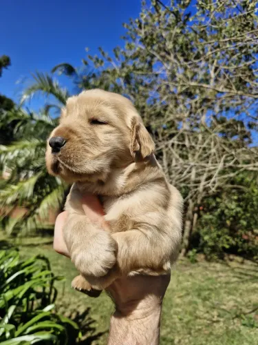 Golden retriever Filhotes 