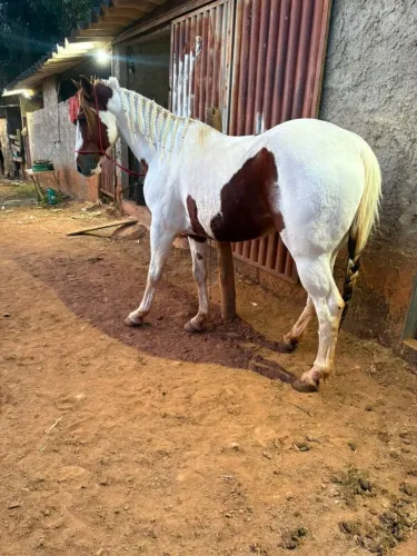 Cavalo Paint horse 