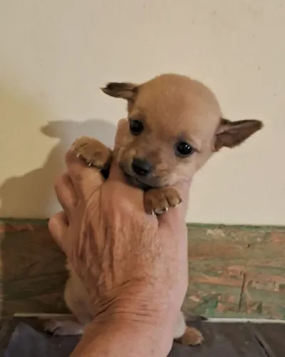 Pinscher Miniatura Com Chihuahua Fêmea Pequenininha