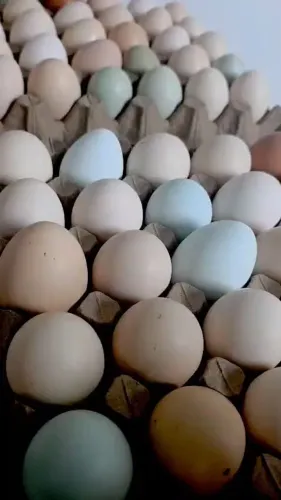 Ovos Caipira