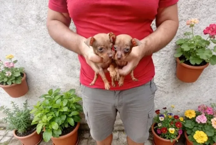 Filhotes de Pinscher - companheiros ideais para sua família