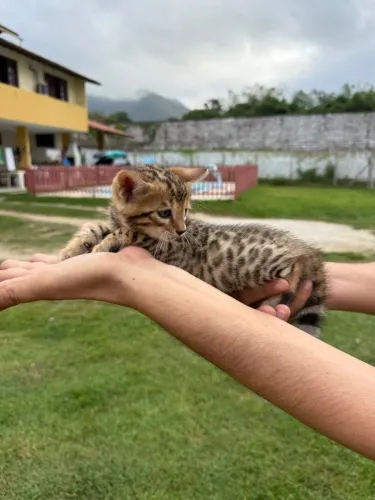Gato Bengal