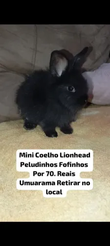 Vendo Filhotes De Coelhos Mini  Lion Head 