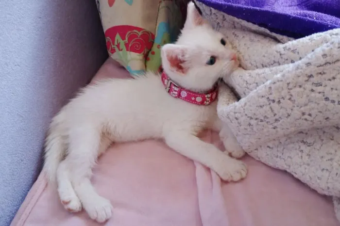 Lindas gatinhas - 2,5 meses