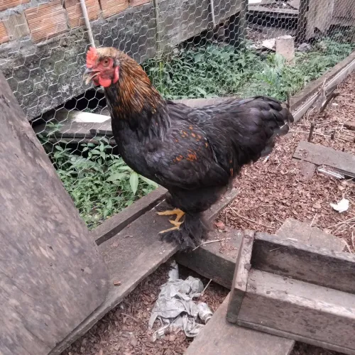 Estou vendendo este galo da raça brama Black 