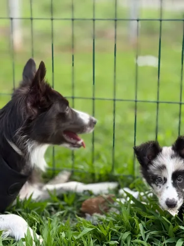 Procuro cuidadora/petsitter para minhas borders