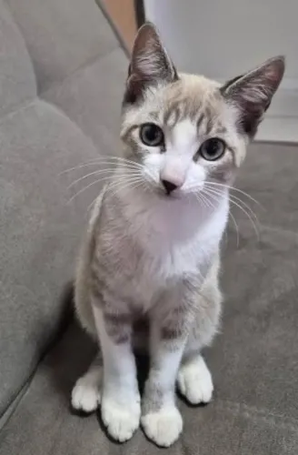 Gato lindo