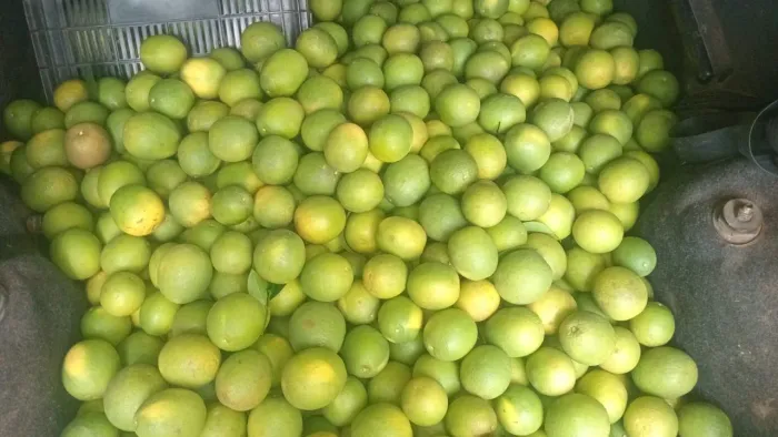 Caixa de laranja 