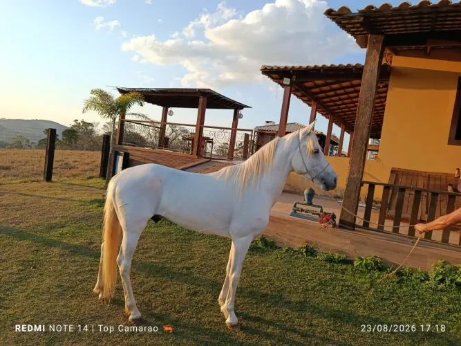 Cavalo manga larga cruza ou venda (leia ao anuncio )
