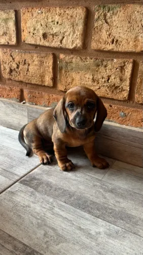Filhotes Basset Daschund Alerquim
