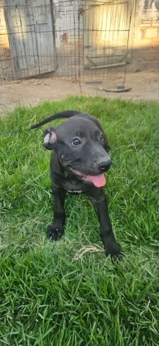 Vende - se Pit Monster