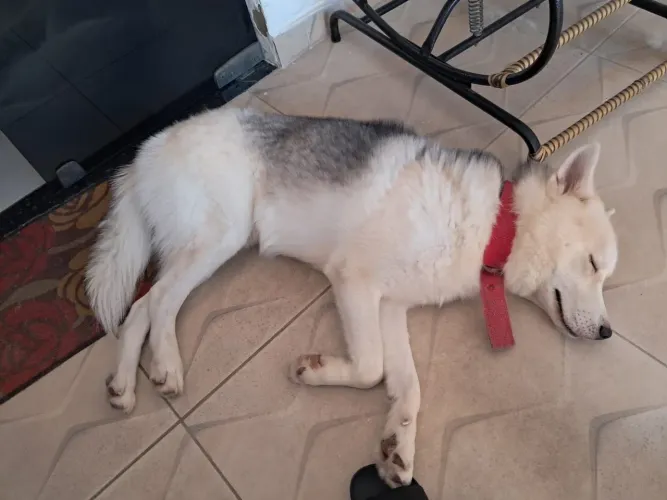 Husky Siberiano Puro!!