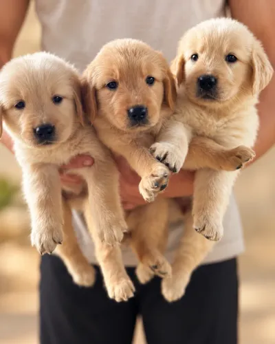 FILHOTE DE GOLDEN RETRIEVER