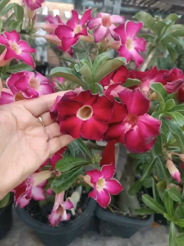 Plantas