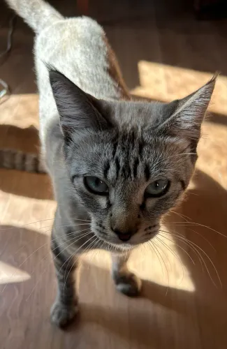 Doação de gato
