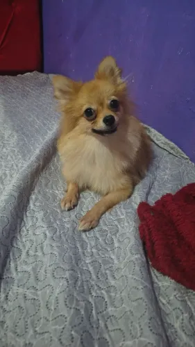 Spitz alemão anão lulu da Pomerânia fêmea leia o anúncio