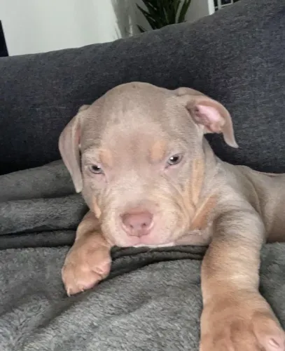 Pitbull - Carinho Que Contagia 