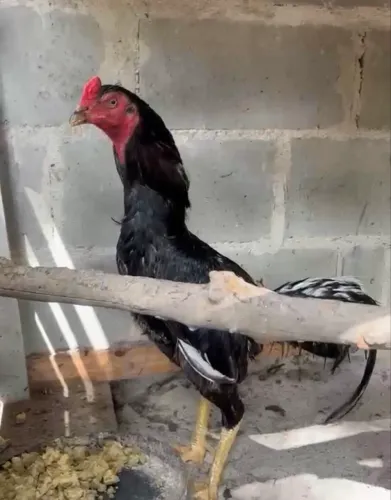 Galo 