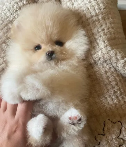 Cachorro Lulu da Pomerania amor para alegrar sua familia hoje!