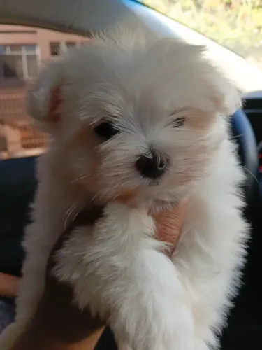 Maltês Mini Filhotes Absurdamente Lindos.