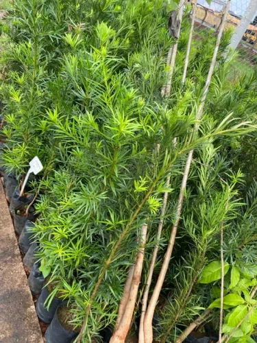Muda de podocarpus