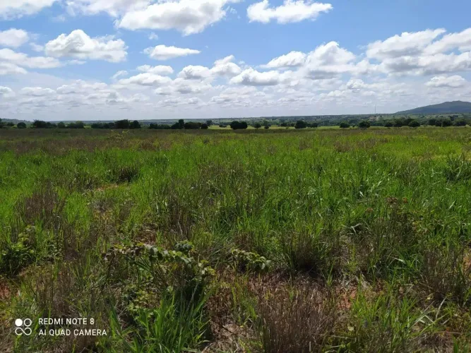 fazenda - Centro - Manga