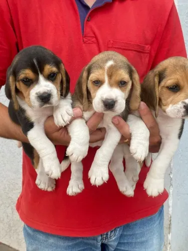 beagle mini tricolor com pedigree