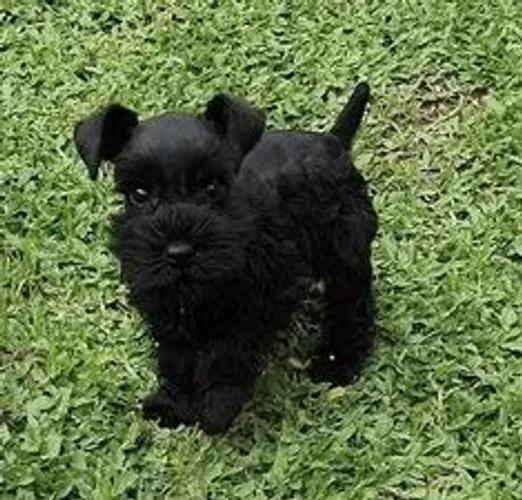Schnauzer Filhotes Belíssimos 