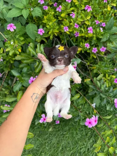 Chihuahua chocolate - o menor do mundo 