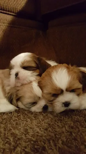 Shih Tzu: pequeno, elegante e cheio de amor