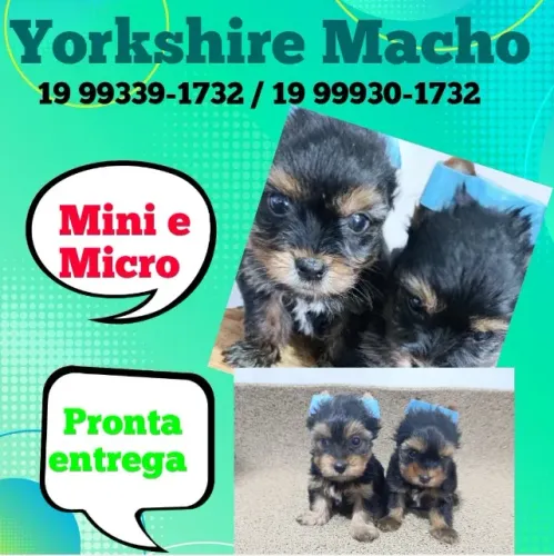 Yorkshirinho - Machinho Pronto Para Receber Carinho