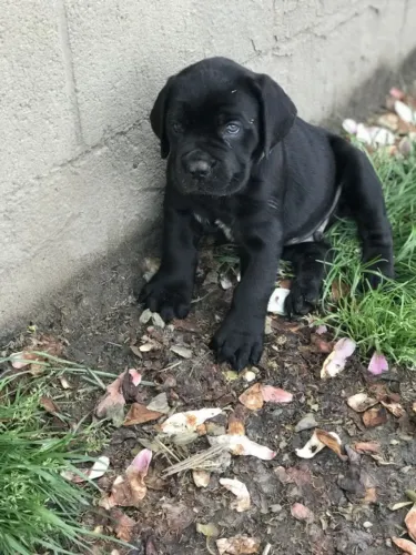 Filhotes de Cane Corso na cor Preta 