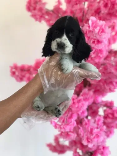 Cocker Spaniel ingles Entregamos em todo o Brasil, temos todas as raças.