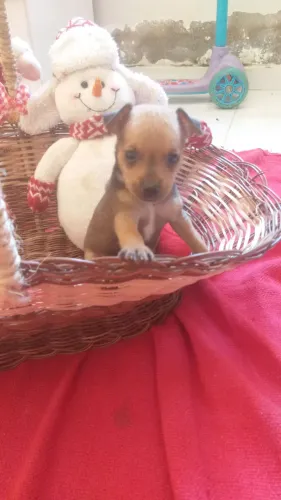 Filhotes de pinscher machos.$550.zap *30