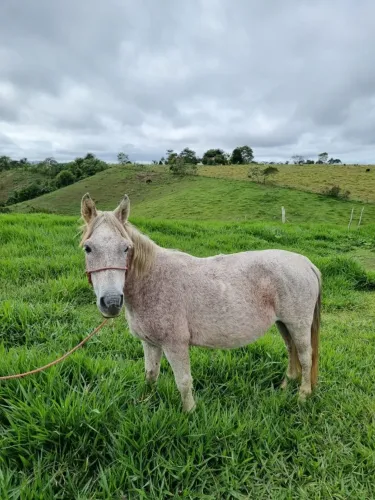 Cavalo pônei