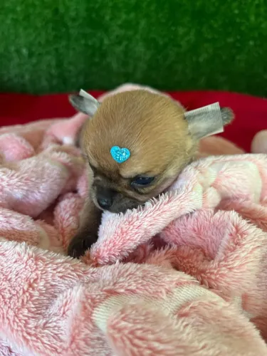 Chihuahua micro 