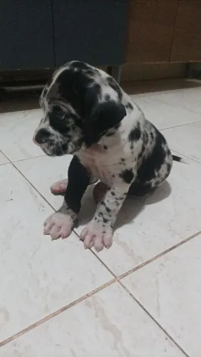 Filhotes de Fila com Dog Alemão machos 