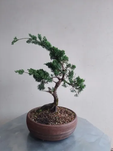 Bonsai de shimpaku 18 anos
