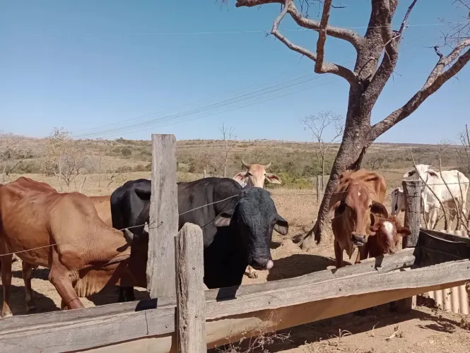 Fazenda de 50 Hectares/ Escriturada e Registrada em Palmital MG e Cabeceiras Grande