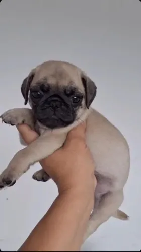 Filhote Pug, Patinhas pequenas, mas um amor gigante!