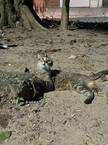 Gata Castrada para Adoção 